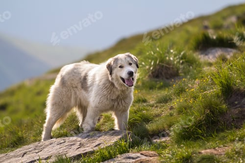 Preview: Big white shaggy grown clever shepherd dog standing alone on steep green grassy rocky mountain slope