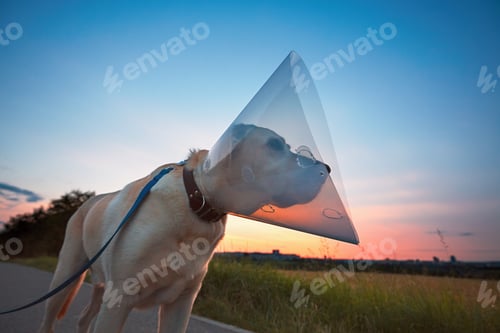 Preview: Old dog after surgery