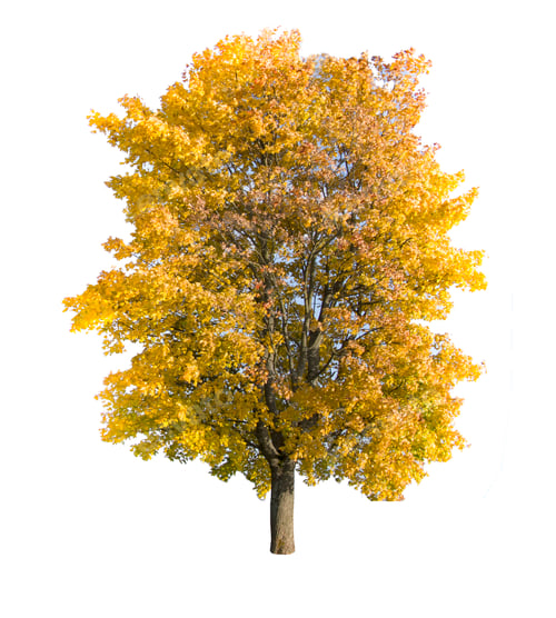 Preview: autumn tree