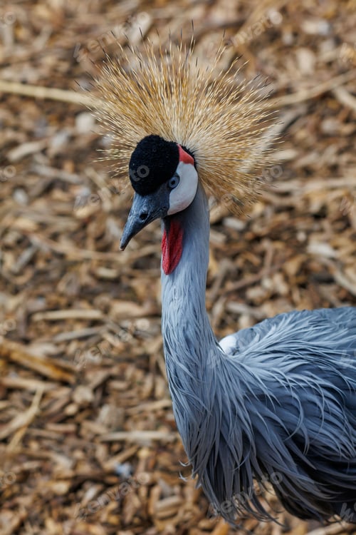 Preview: Golden-hued Eastern crowned crane (Balearica regulorum) bird in its natural habitat