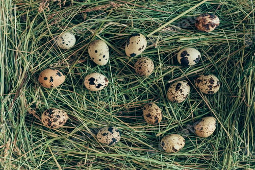 Preview: Quail eggs. Top view of quail eggs lying on hay