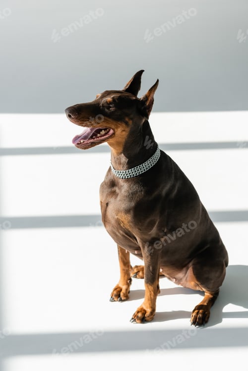 Preview: doberman dog in chain collar sitting on white floor with grey shadows