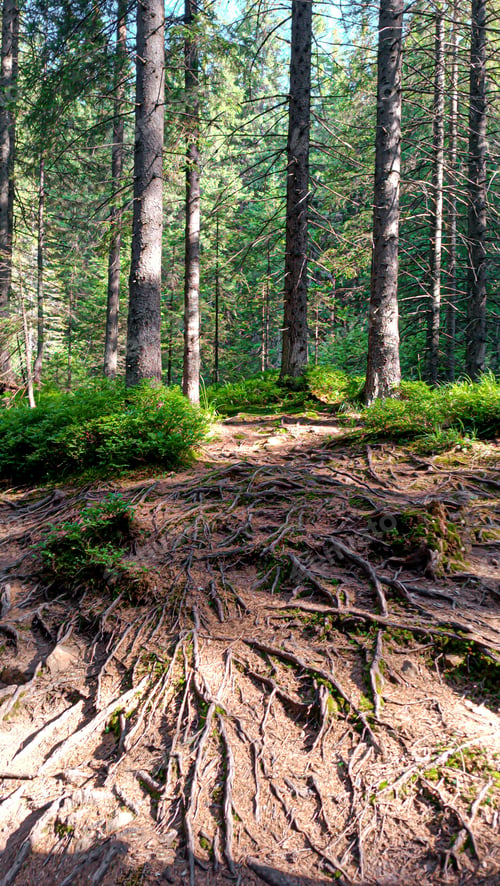 Preview: Let's go up the mountain. Landscape with clouds, pine trees and green grass. Journey through forests