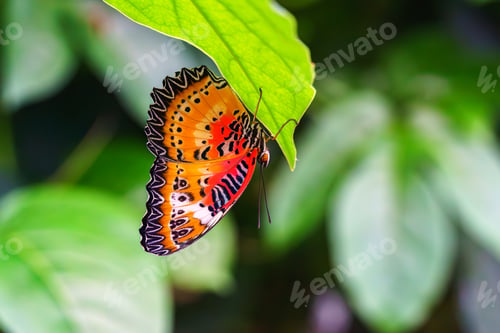 Preview: Cethosia Biblis, The Lacewing Biblis Or Red Lacewing Butterfly Sitting On Leaf In Outdoor Garden