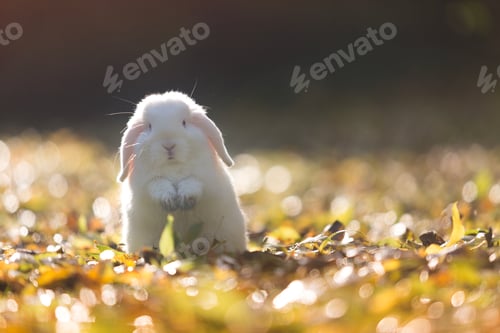 Preview: White Easter bunny in the garden