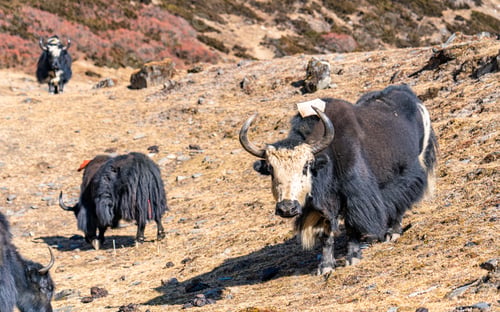 Preview: wild animal Yak