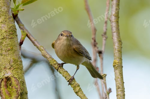 Chiffchaff común posado en un árbol