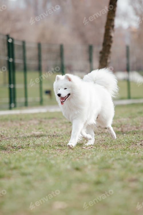 Preview: Samoyed dog running and playing in the park. Big white fluffy dogs on a walk