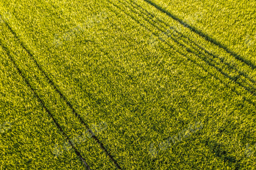 Preview: Aerial view at Green fresh young wheat close up. Young green grass in spring
