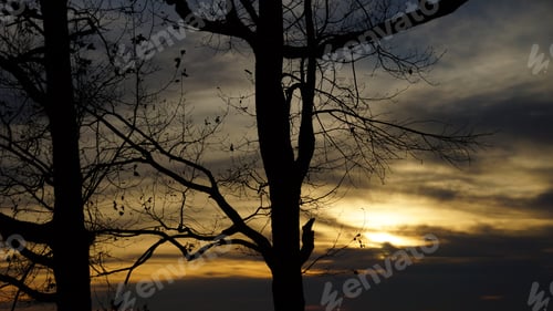 Preview: a sunset behind the trees and sky over the water with clouds