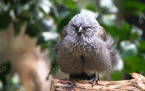 Preview: Apostlebird Perched on a Branch in Australia