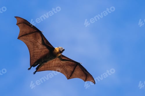 Preview: Flying Fox in Australia
