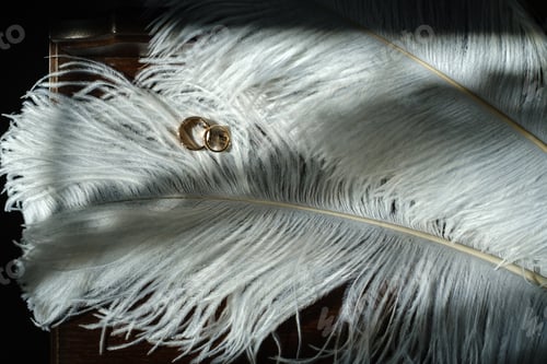 Preview: Two wedding rings lie in white feathers. The concept of love