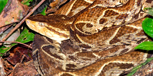 Preview: Fer-de-lance Viper, Tropical Rainforest, Costa Rica