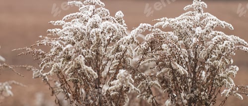 Preview: Dry soft flowers in the field on beige background