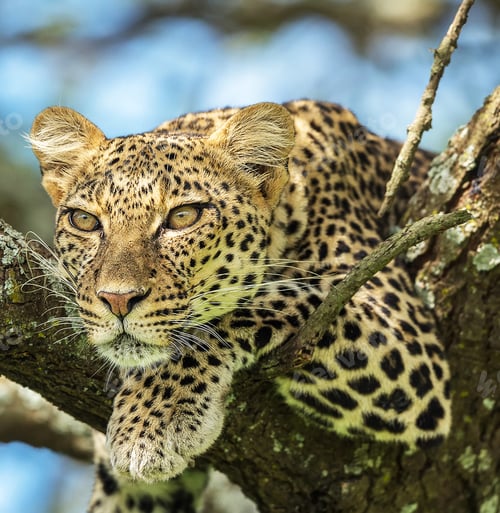 Preview: Best wildlife experiences in the world