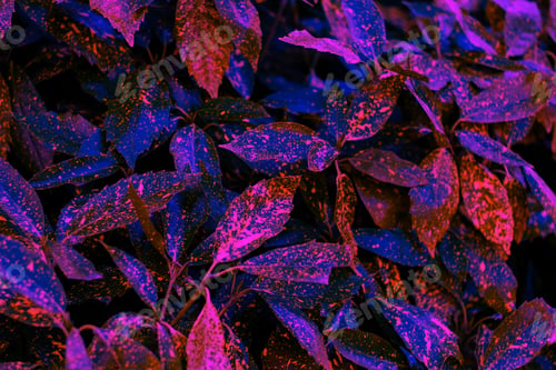Preview: Japanese Aucuba leaves texture toned in surreal neon colors