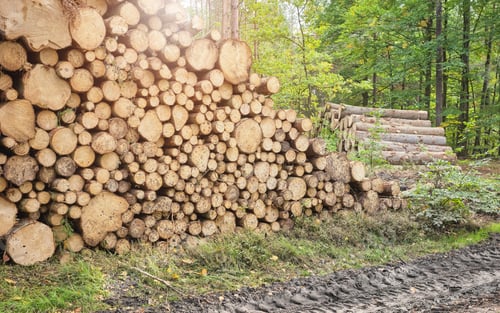 Preview: Stacked logs in a forest, deforestation concept, selective focus.