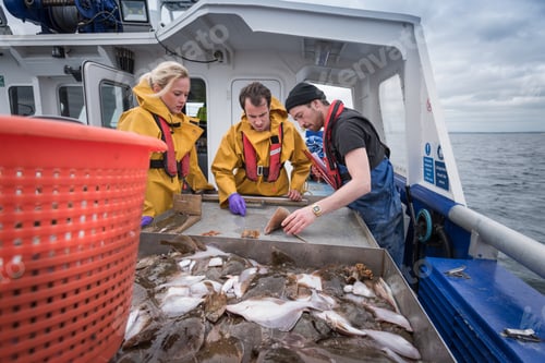 Preview: Scientists inspecting catch of fish on research ship