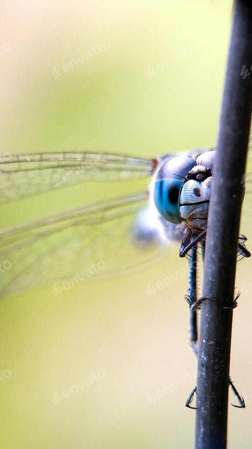 Preview: Diplacodes trivialis, nature background photo