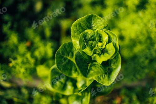 Preview: Dutch organic home garden full of lettuce, popular and healthy leafy green plant.