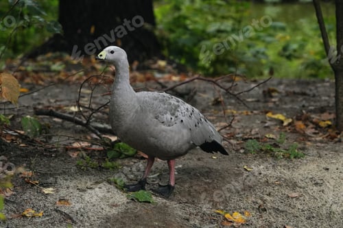 Preview: Gray bird standing on the forest floor near fallen leaves in autumn