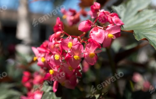 Preview: Beautiful Flowers In A Botanic Garden On A Bright Spring Day