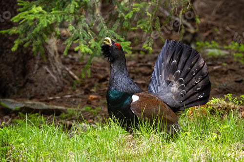 Preview: Proud western capercaillie strutting in the morning sunlit forest