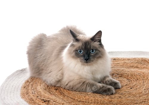 Preview: siberian cat in studio