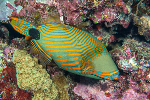 Preview: Colorful green tropical triggerfish