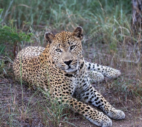 Preview: A Best wildlife tours in the world