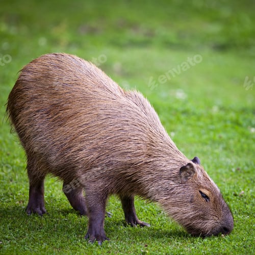 Vorschau: Capybara (Hydrochoerus hydrochaeris) weidet auf frischem grünem Gras