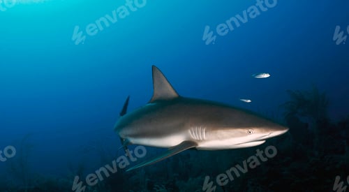 Preview: A Beautiful Shark underwater photography
