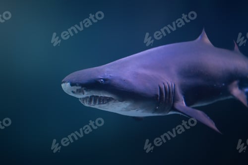 Preview: Sand Tiger Shark (Carcharias taurus)