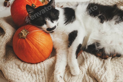 Vorschau: Süße Katze, die auf Kürbissen und kuscheligen Pullovern schläft. Fröhliches Erntedankfest und Halloween. Haustier und Herbst