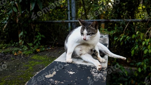 Preview: White street cats