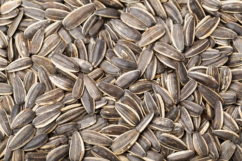 Preview: Sunflower seed