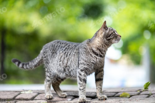 Preview: Cute gray striped cat standing outdoors on summer street.