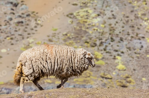 Preview: Sheep
