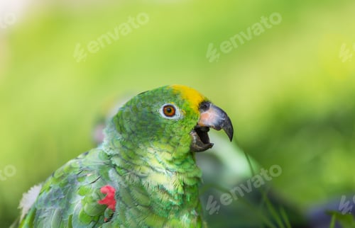 Preview: Parrot