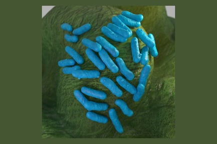 Colônia Yersinia Pestis - Bactérias da peste