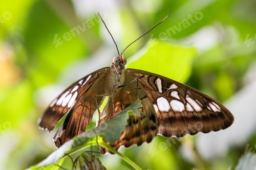 Preview: Unique butterfly Neptis hylas in tropical forest on leaf.