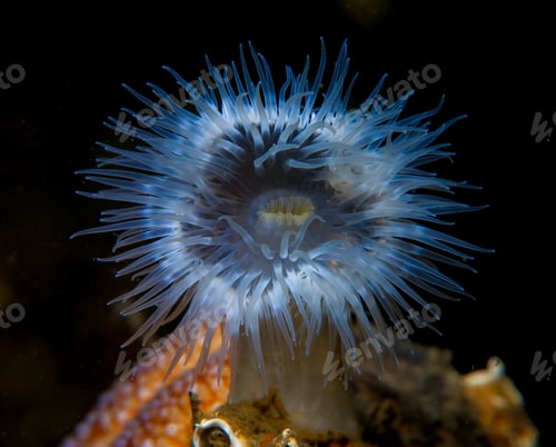 Preview: Sea anemone from Oslo fjord