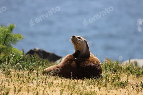 Preview: Relaxing Otter Resting in Grass Along the Shore