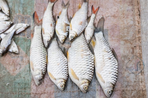Preview: Fresh fish