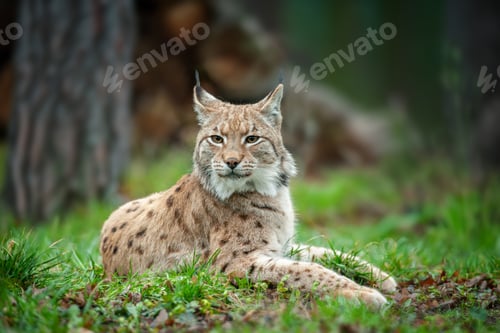 Preview: Lynx sitting in the grass in the woods