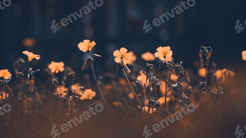 Preview: Beautiful field of a wildflowers