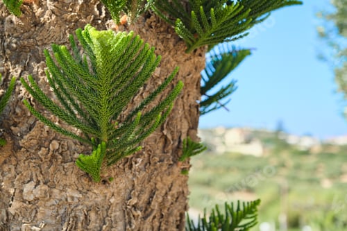 Preview: Green Needles Sprouting from the Bark of a Tree