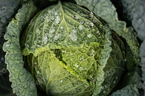Preview: fresh organic cabbage top view