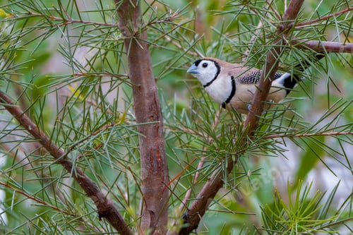 Preview: Close-up of a double-barred finch perched on a tree branch